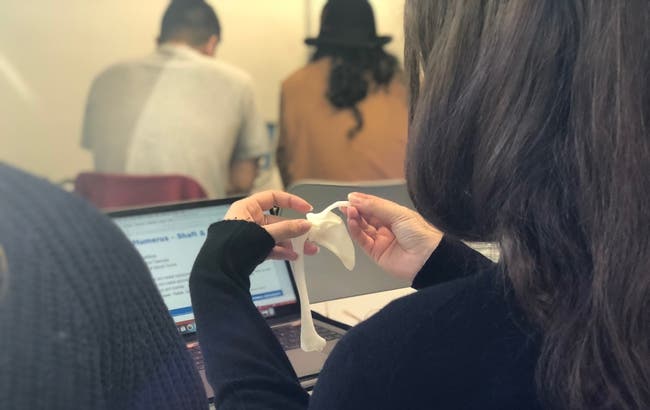 a student inspects a 3d printed anatomical model