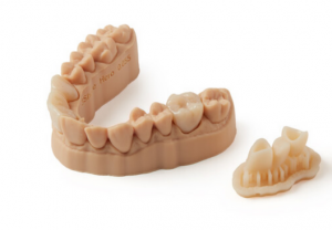 3D printed model of lower dentition/lower teeth