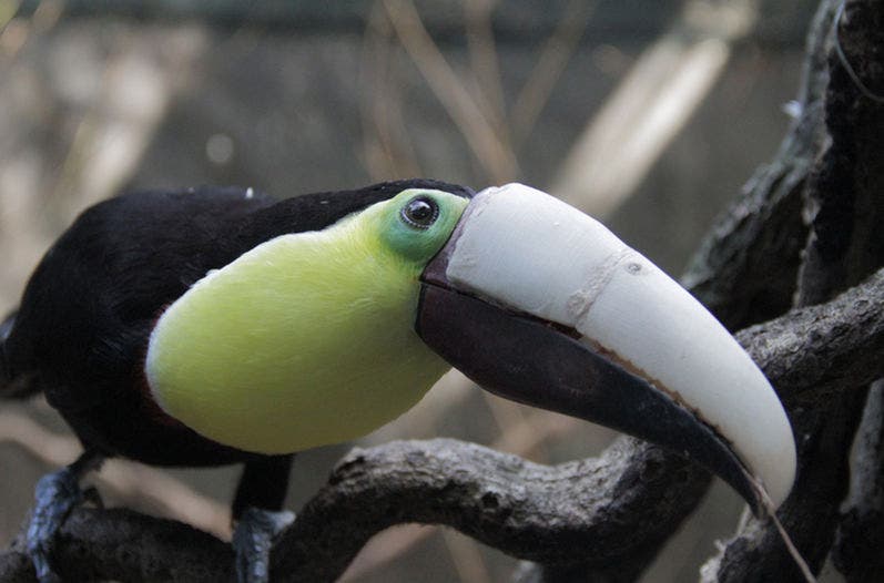 a toucan with a 3d printed beak