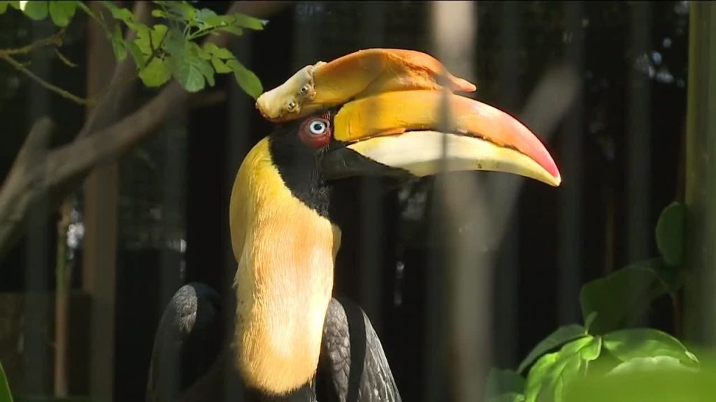 An Indian Hornbill bird with a 3D printed prosthetic beak.