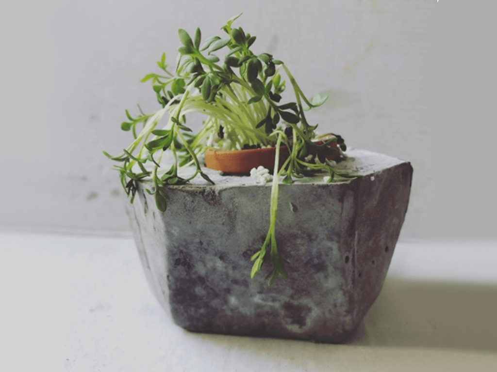 a 3d printed pot by mayku with a plant inside