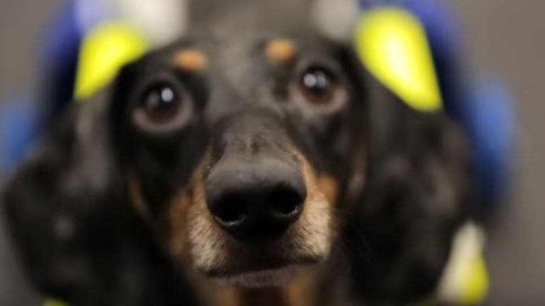Tazo the dog's face