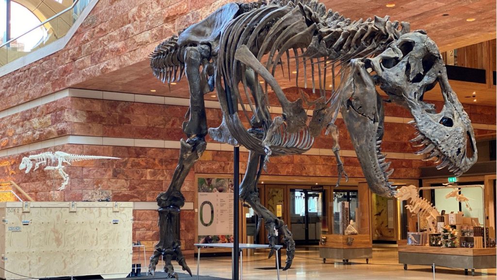 Large t rex model