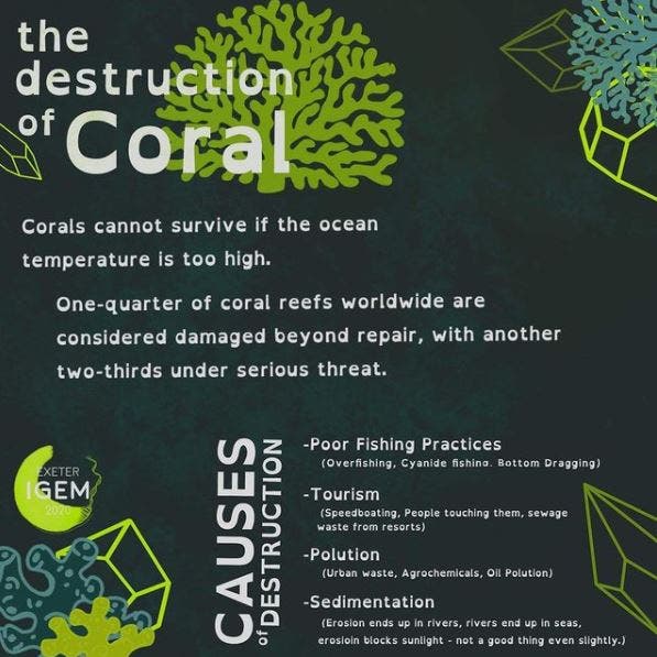 A poster about coral reef damage due to poor fishing, tourism, polution, and sedimentaiton